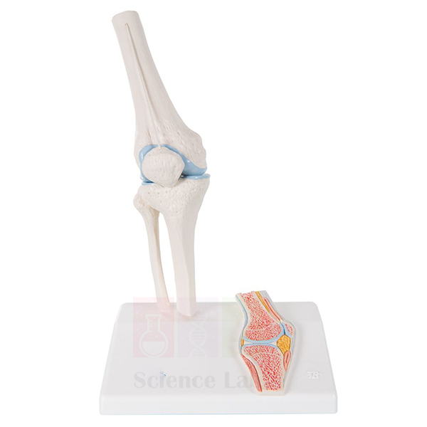 Miniature Functional Knee Joint